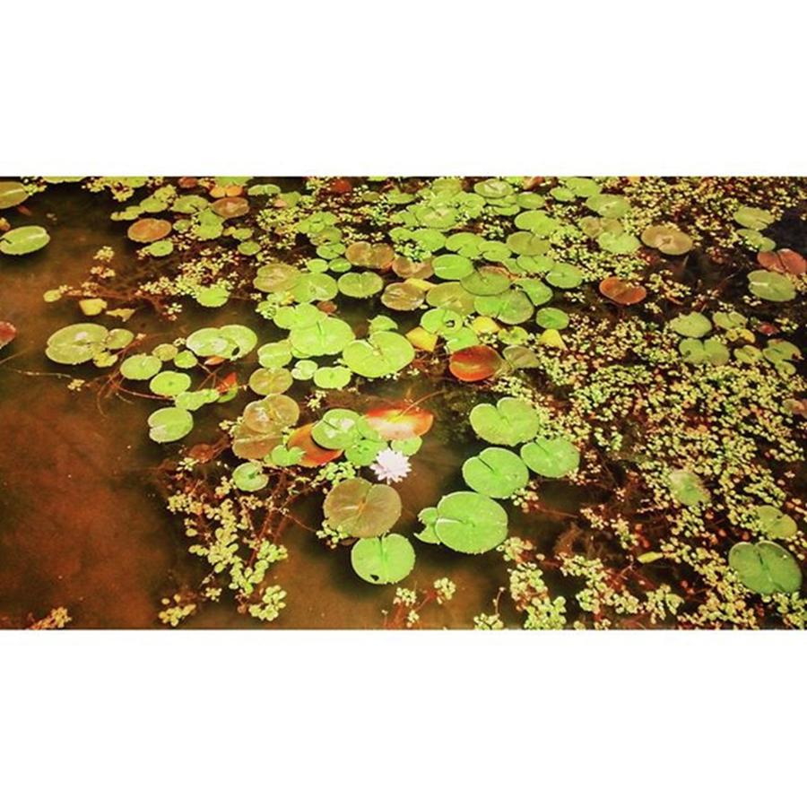 Nature Photograph - Took This Amazing Photo Of Lily Pads At by Genevieve Esson