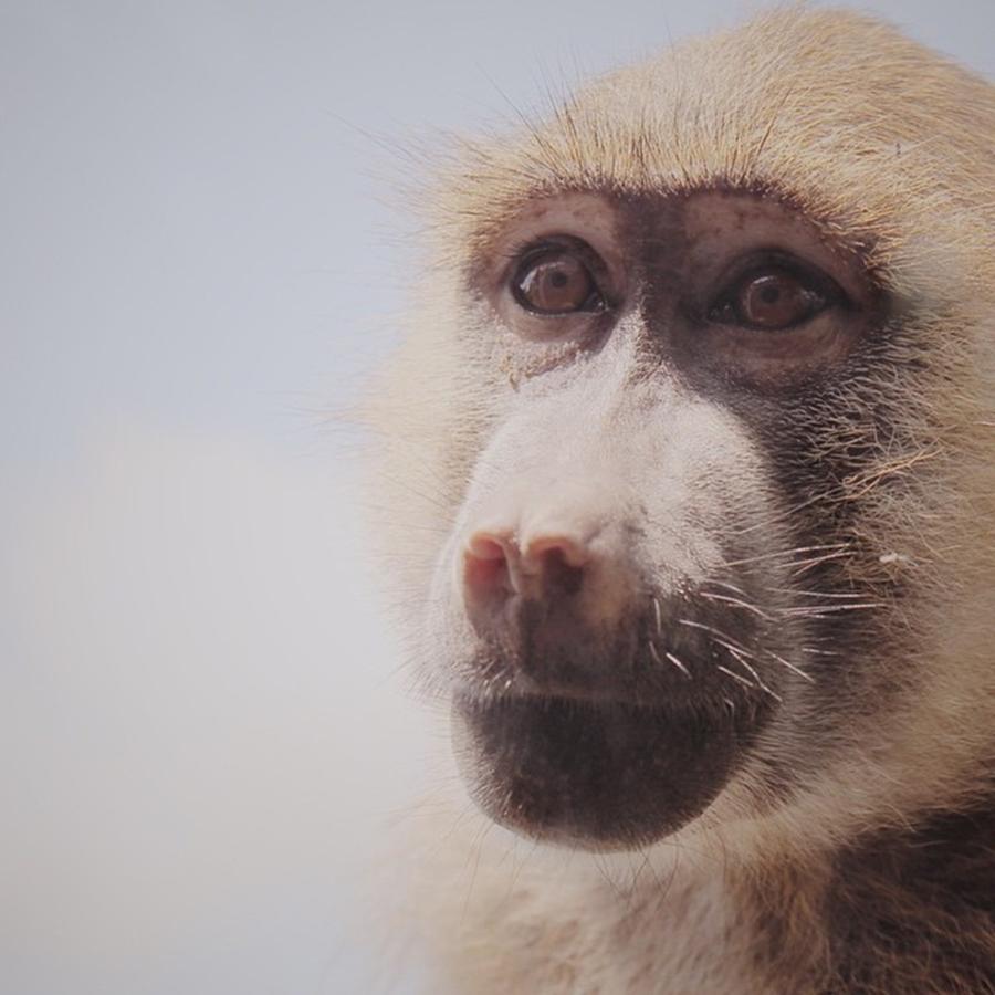 Monkey Photograph - Took This Photo At A Safari In Canada by Jake Cockerill