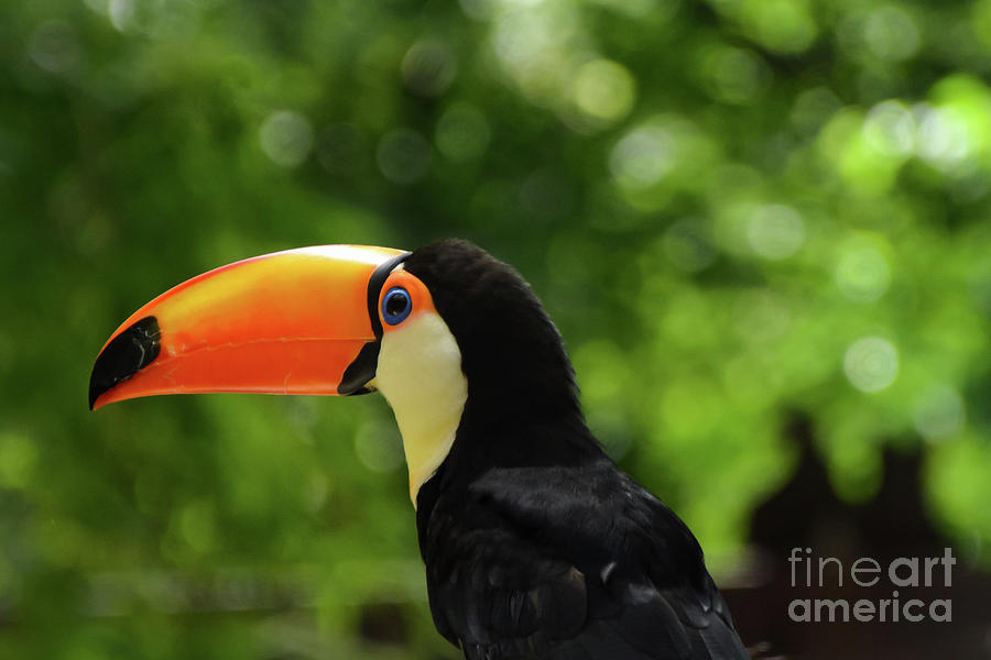 Tookie Tookie Toucan Parrot Photograph by Adrian De Leon Art and Photography