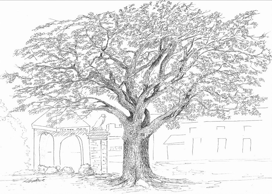 Auburn Drawing - Toomers Oaks by Barney Hedrick