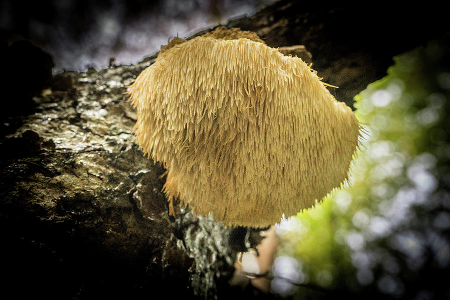 Tooth Fungus Blob on Limb of Tree Photograph by Douglas Barnett