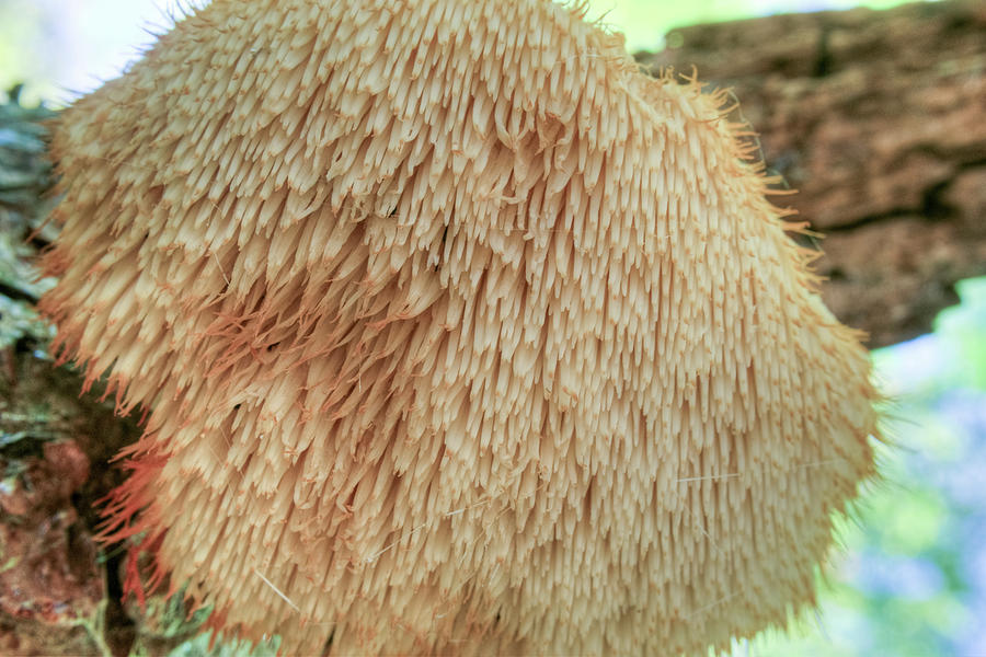 Mushroom Photograph - Tooth Fungus Hanging below Limb by Douglas Barnett