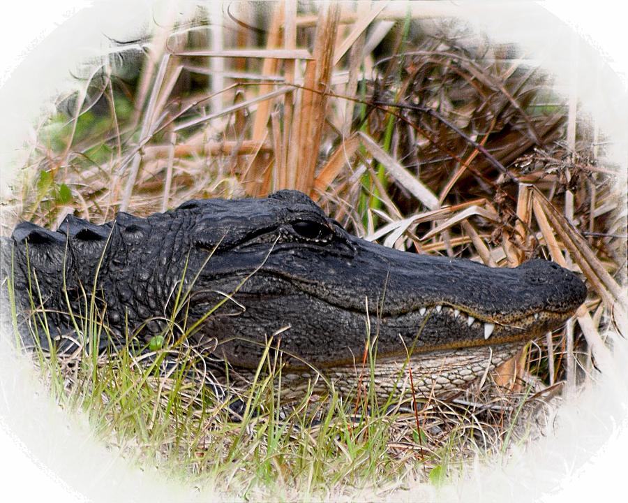 Alligator Toothy Grin 2 Photograph by Sheri McLeroy