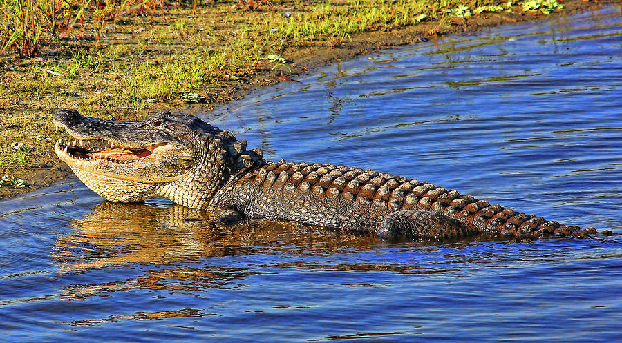 Toothy Grin Photograph by HH Photography of Florida
