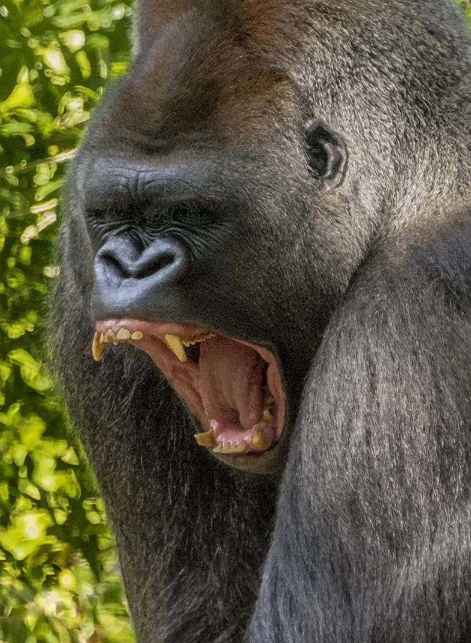 Top Bachela Silverback Gorilla demonstrating dominance closeup ...