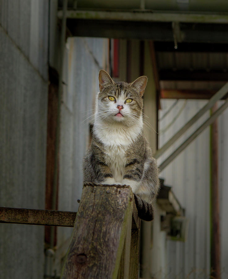 Top Cat Photograph by Jean Noren