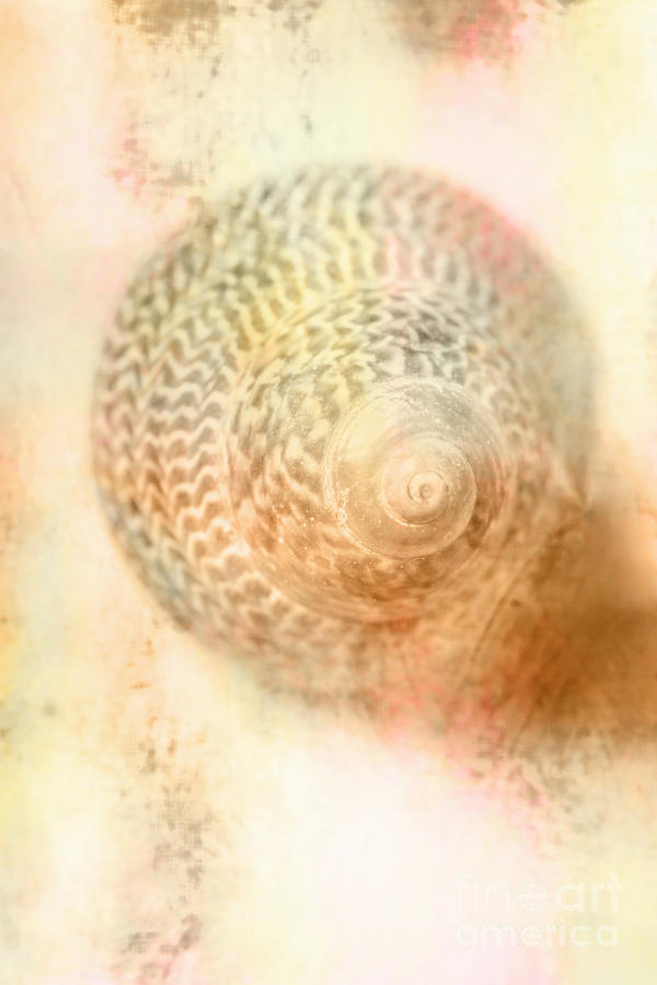 Shell Photograph - Top down view of spiral sea shell by Jorgo Photography