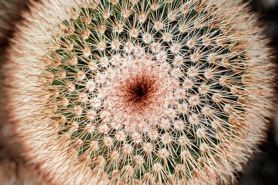 Top of Cactus Photograph by Don Johnson