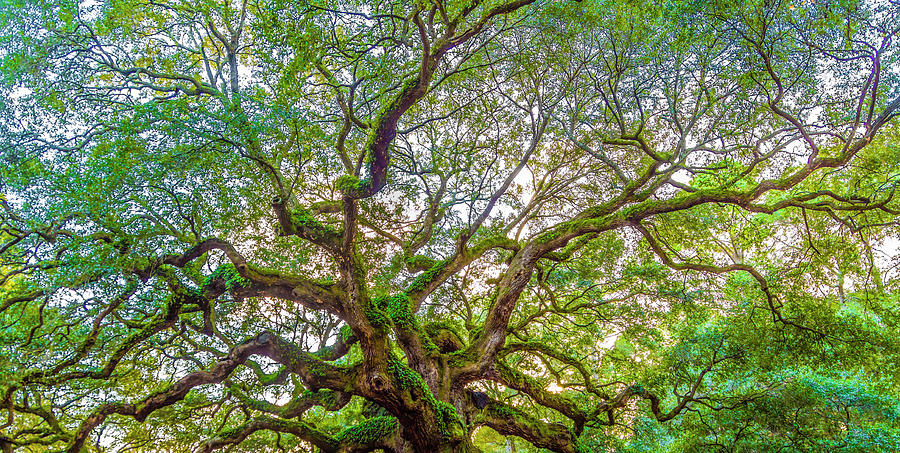 Top of the Angel Oak Tree Charleston SC Photograph by John McGraw