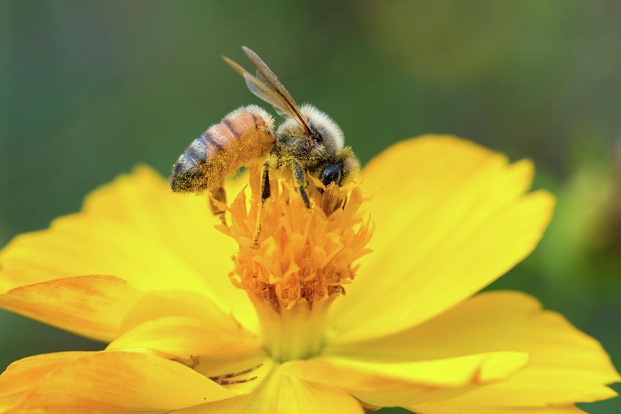 Top of the Bees Photograph by Brian Hale