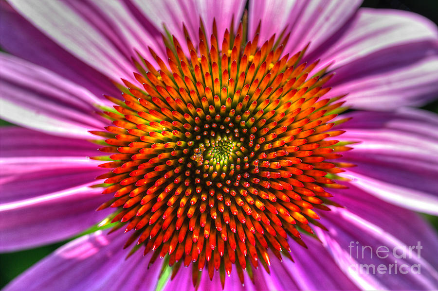 Top Of The Coneflower Photograph by Michael Eingle