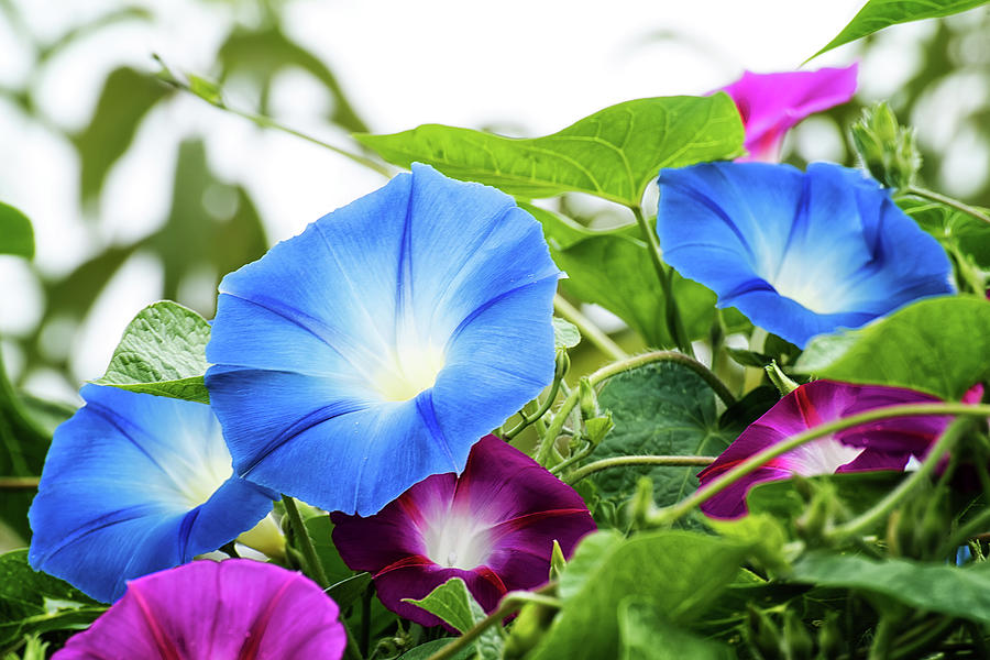 Top of the morning glories Photograph by Camille Lopez