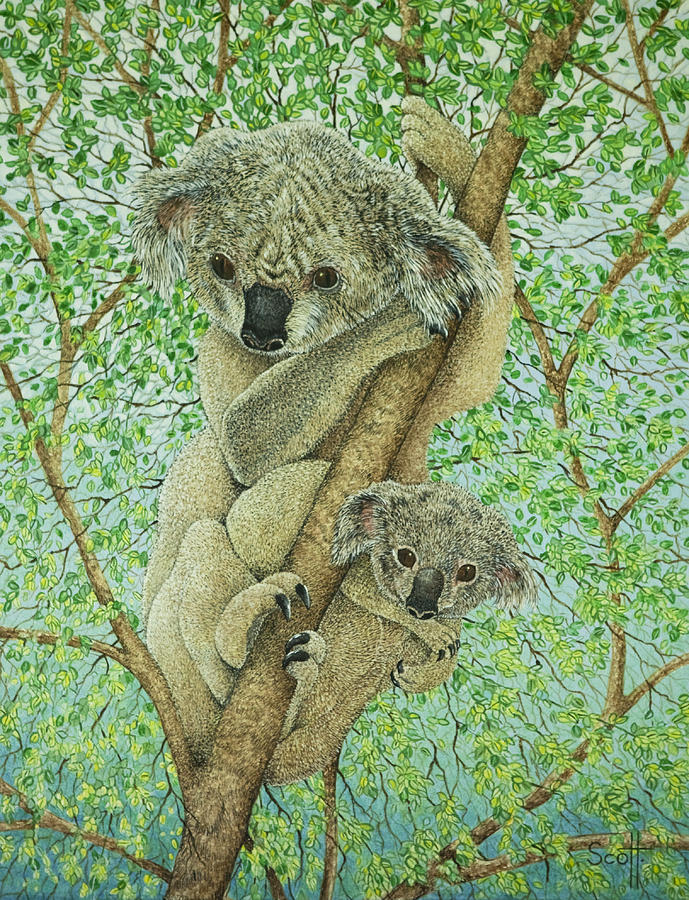 Koala Painting - Top Of The Tree by Pat Scott
