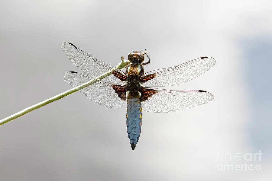 Top or dorsal view of a single male Broad-bodied Chaser dragonfl by Paul Farnfield Top or dorsal view of a single male Broad-bodied Chaser dragonfl by Paul Farnfield