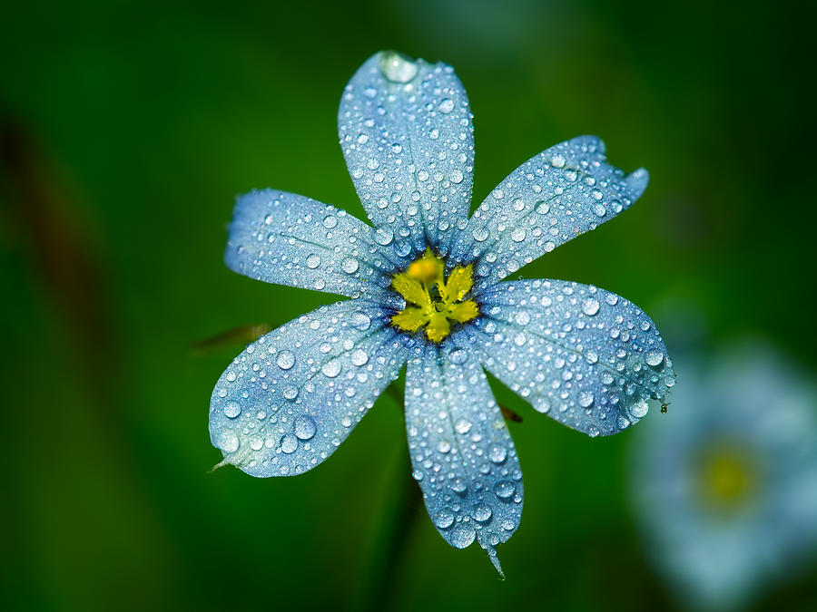 Top View of a Blue Eyed Grass Flower Photograph by Brad Boland