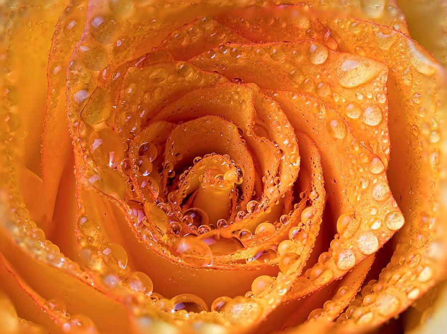 Top View of an Orange Rose with Droplets Photograph by Brad Boland