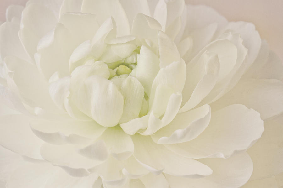 Top View - White Ranunculus Photograph by Sandra Foster