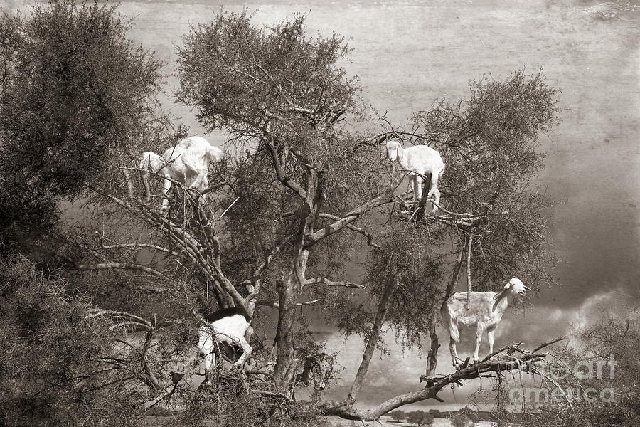 Nature Digital Art - Topaz Aged Edit Goats in Trees Morocco  by Chuck Kuhn
