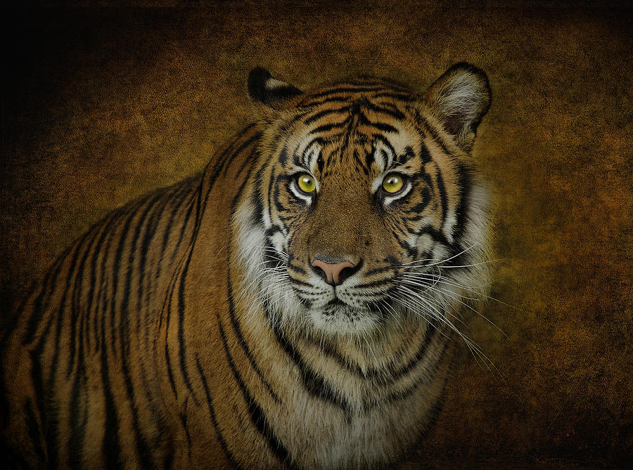 Topaz Tiger  Photograph by Pat Abbott