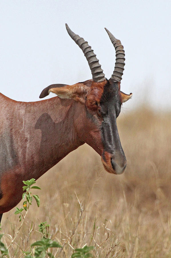 Topi Antelope Close Up Photograph by Gill Billington