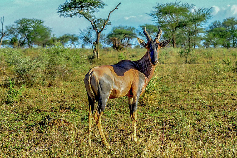 Topi in Serengeti National Park Photograph by Marilyn Burton