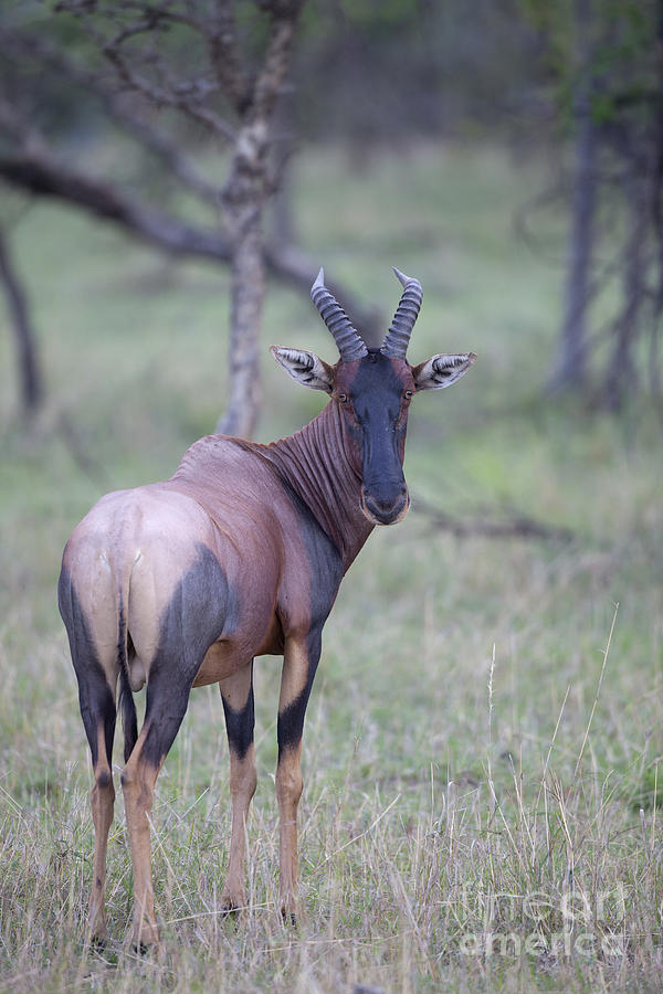 Topi, Serengeti Photograph by Bernd Rohrschneider