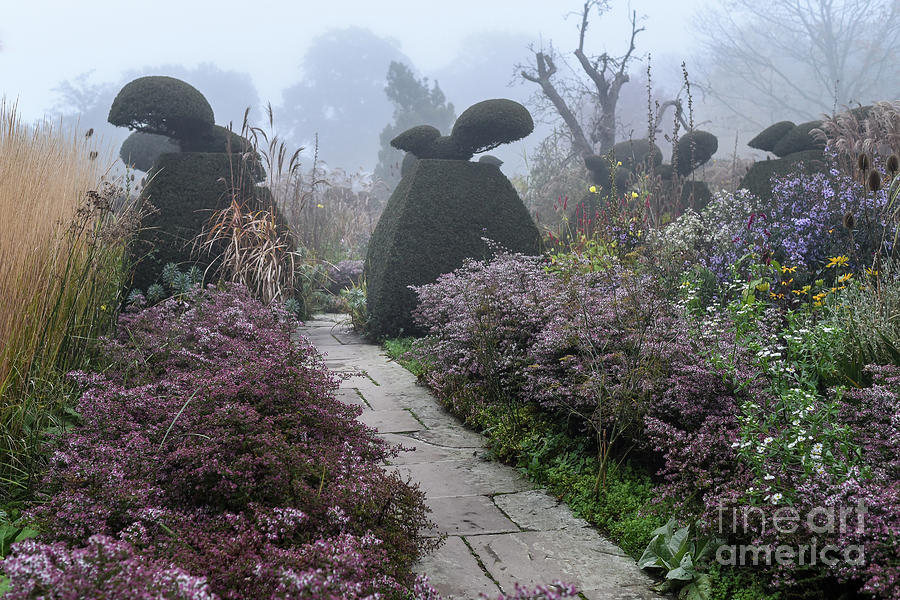 Topiary Peacocks in the Autumn Mist, Great Dixter Photograph by Perry Rodriguez