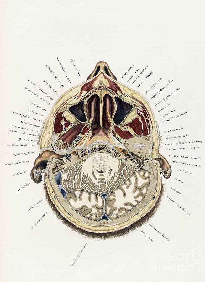 Topographisch-anatomischer, Braune, 1872 Photograph by Science Source