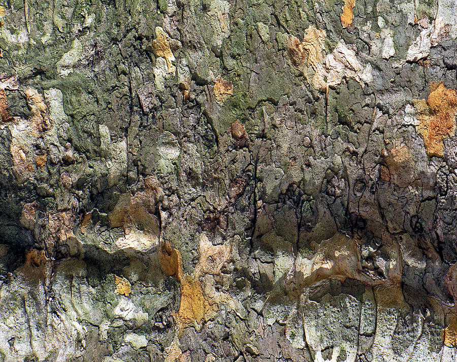 Nature Photograph - Topography in Bark by Lynda Lehmann