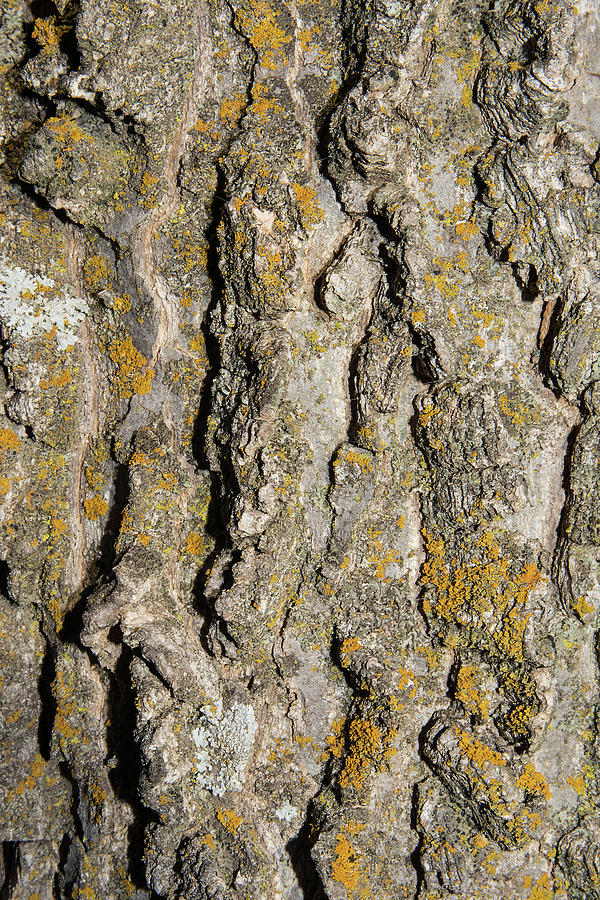 Topography of a Tree 1 Photograph by Joel Wolverton - Fine Art America