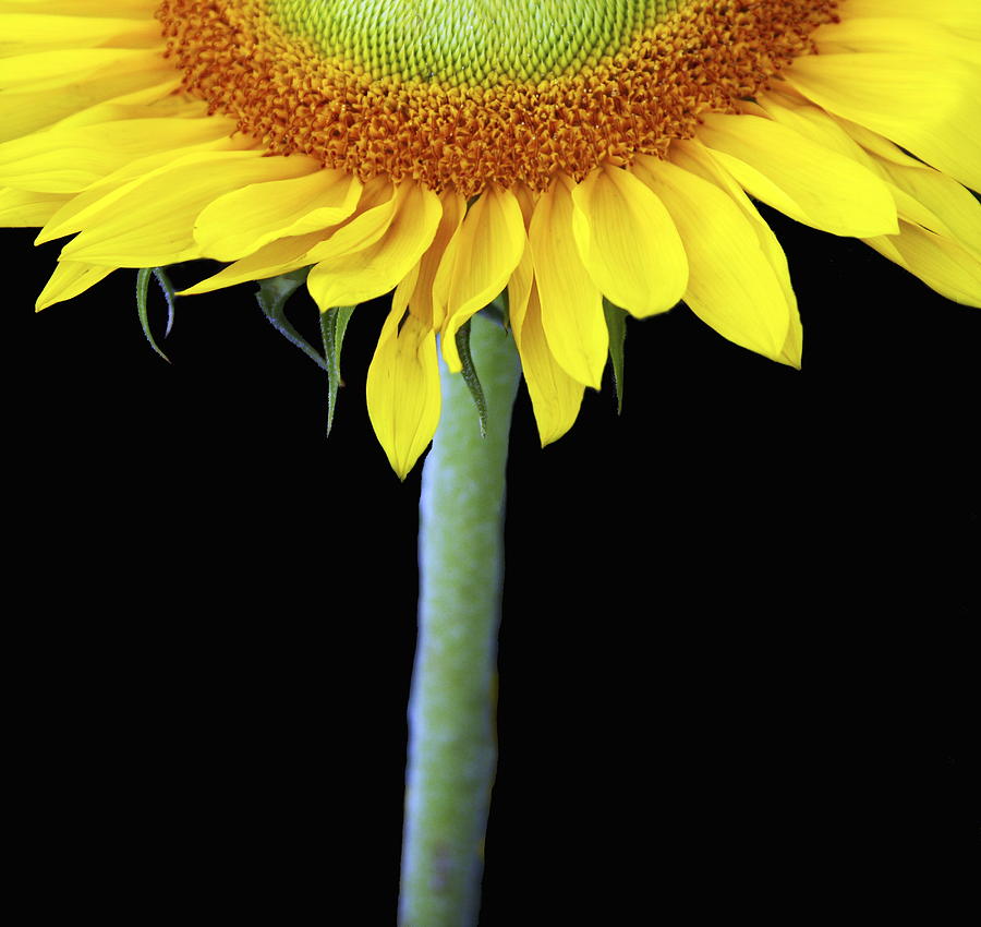Sunflower Photograph - Topper by Rebecca Cozart
