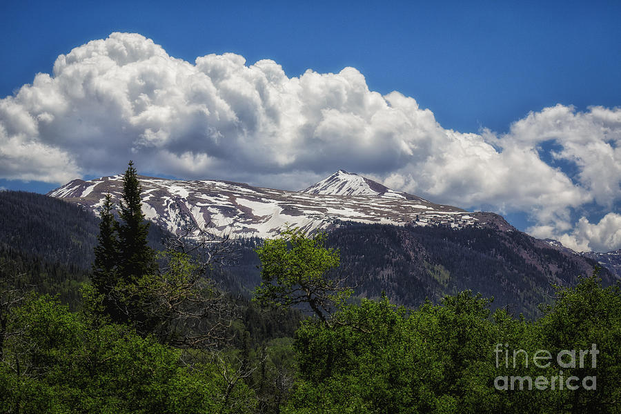 Mountain Photograph - Tops of Green Aspens by Mitch Johanson