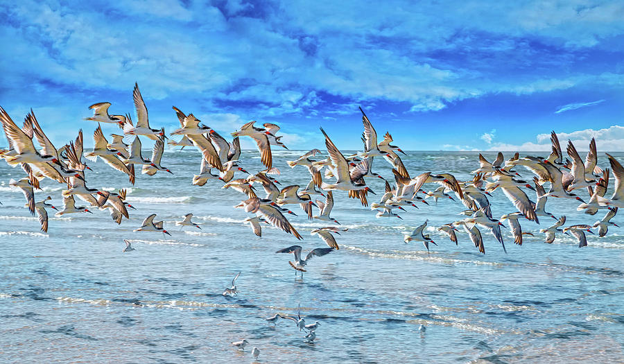 Bird Photograph - Topsail Skimmers by Betsy Knapp