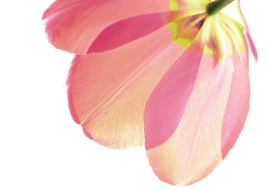 Topsy Turvy Tulip Photograph by Angela Davies