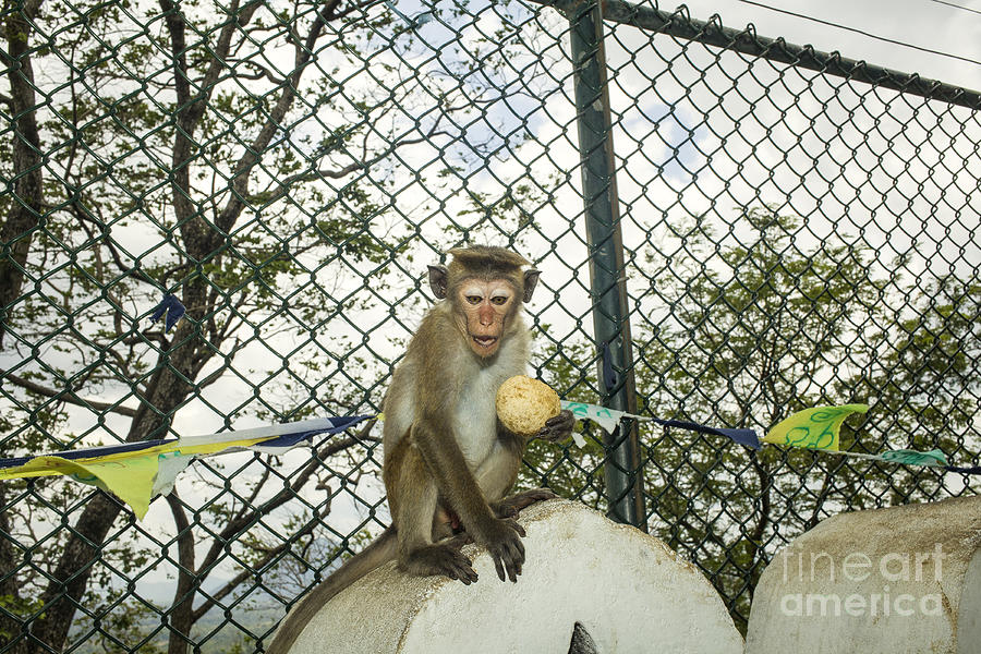Toque macaque in Dambulla Photograph by Patricia Hofmeester