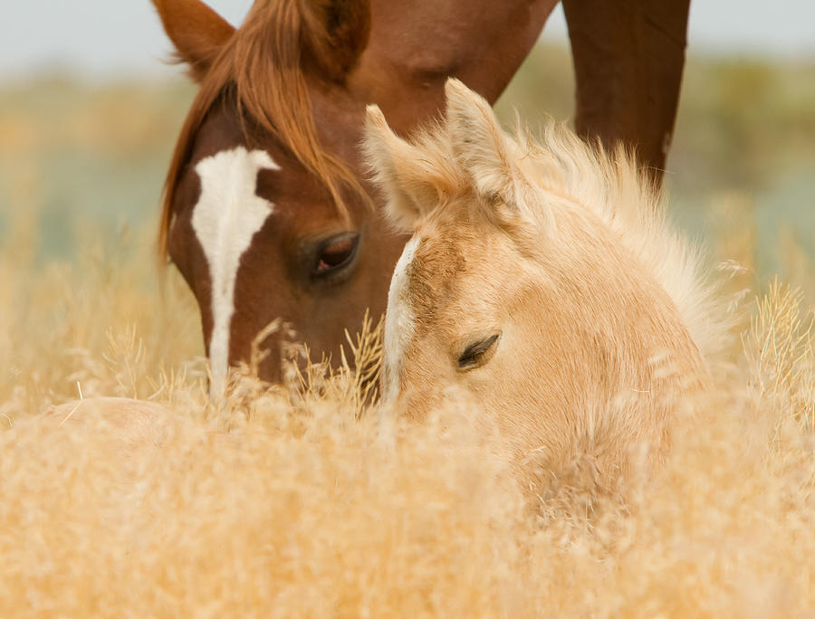 Torch Blaze and Filly Photograph by Kent Keller