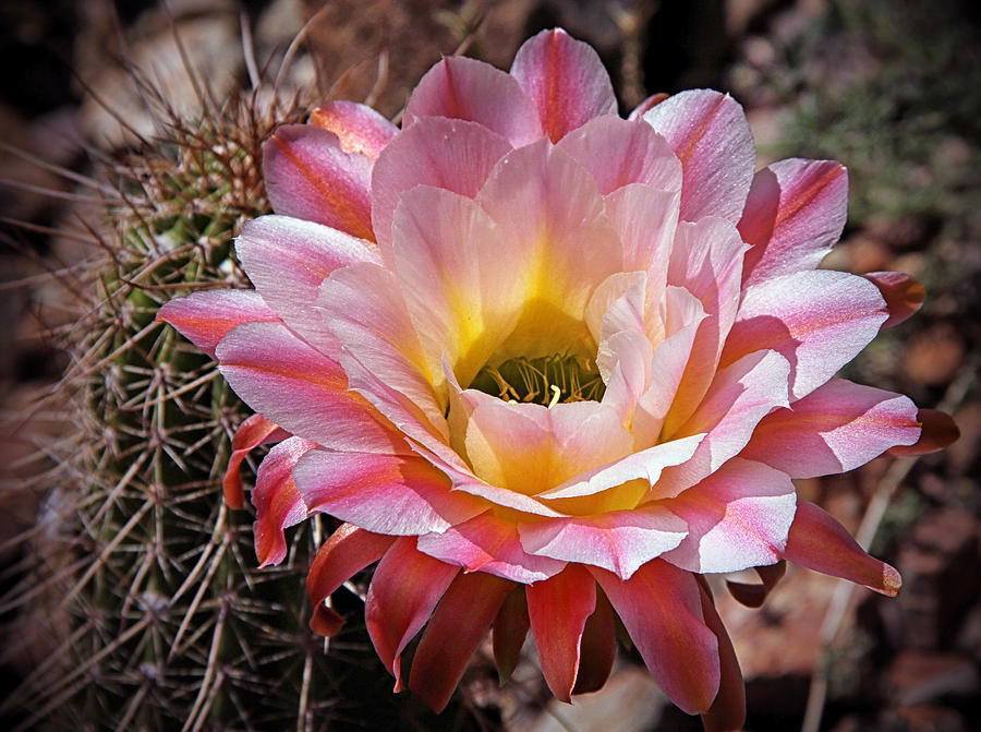 Torch Cactus Flower Photograph by Elaine Malott