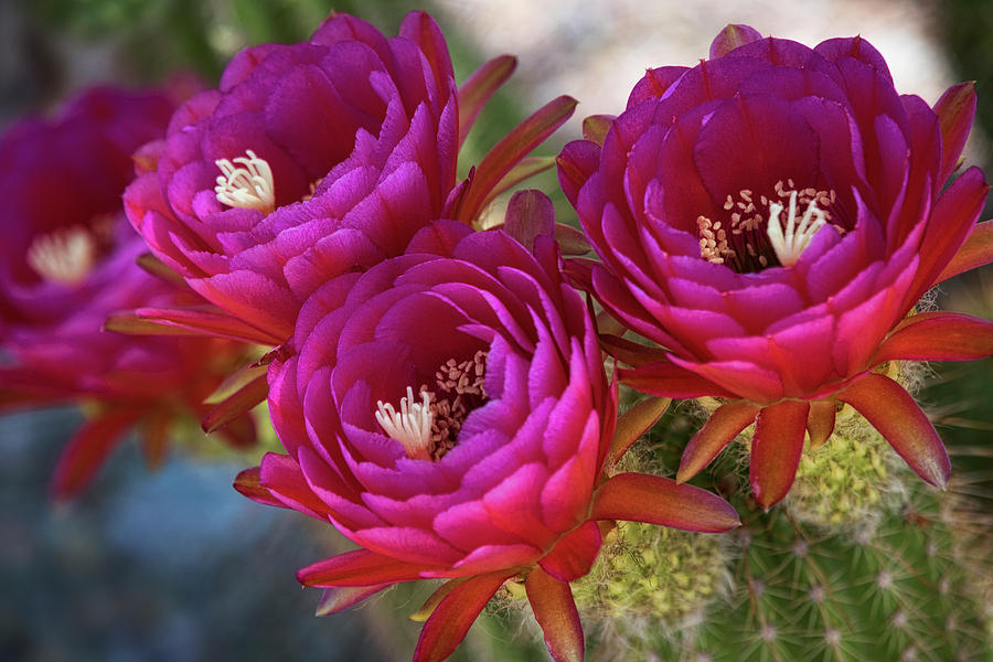 Torch Cactus in Hot Pink  Photograph by Saija Lehtonen