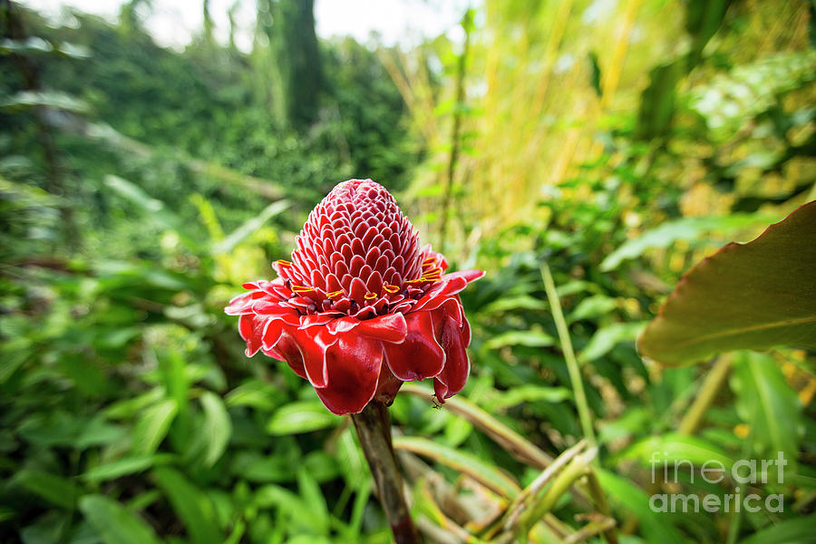 Torch Ginger 1 Photograph by Daniel Knighton