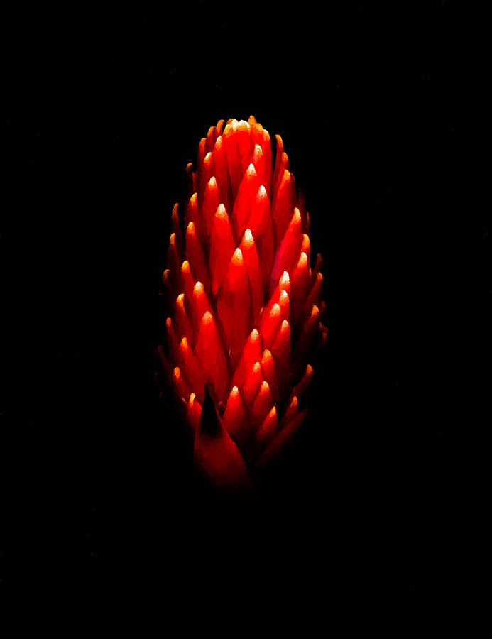 Torch Ginger Photograph by Craig Watanabe