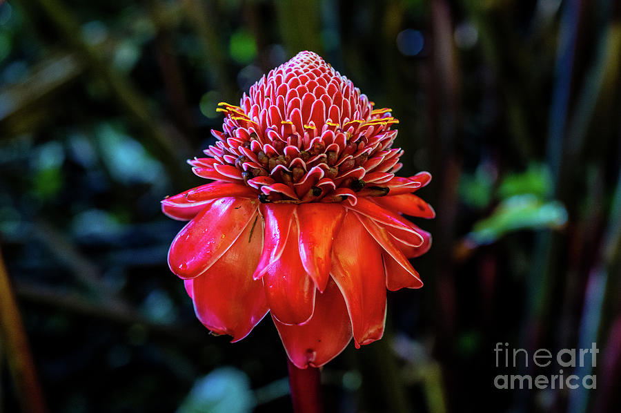 Torch Ginger Flower Photograph by M G Whittingham