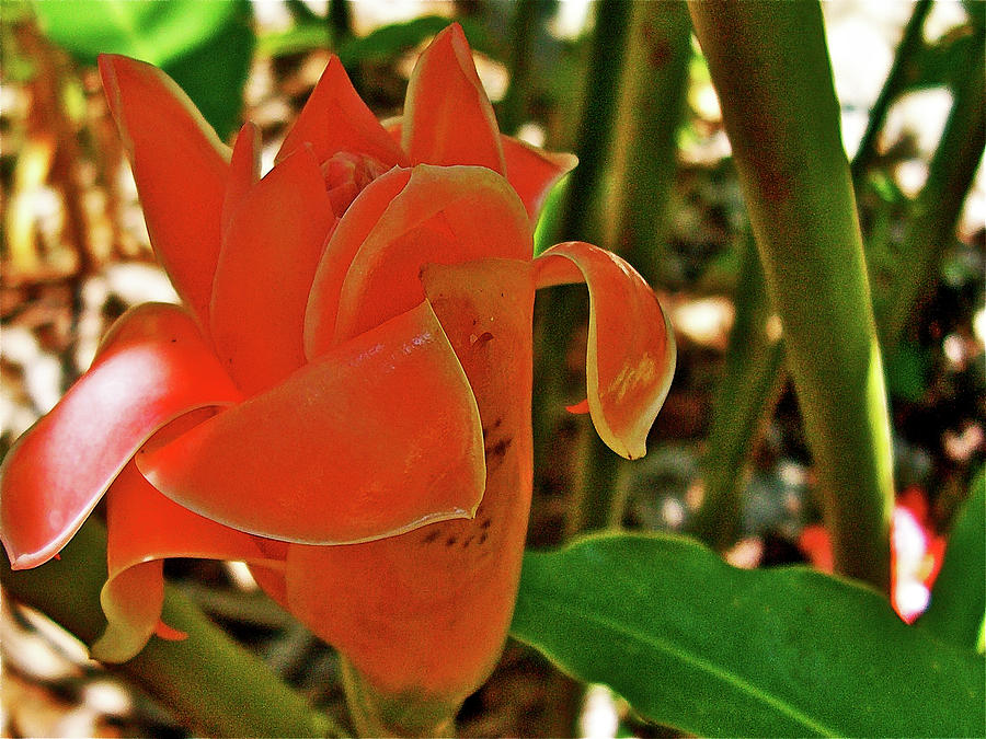 Torch Ginger or Etlingera elator in Quepos, Costa Rica Photograph by Ruth Hager