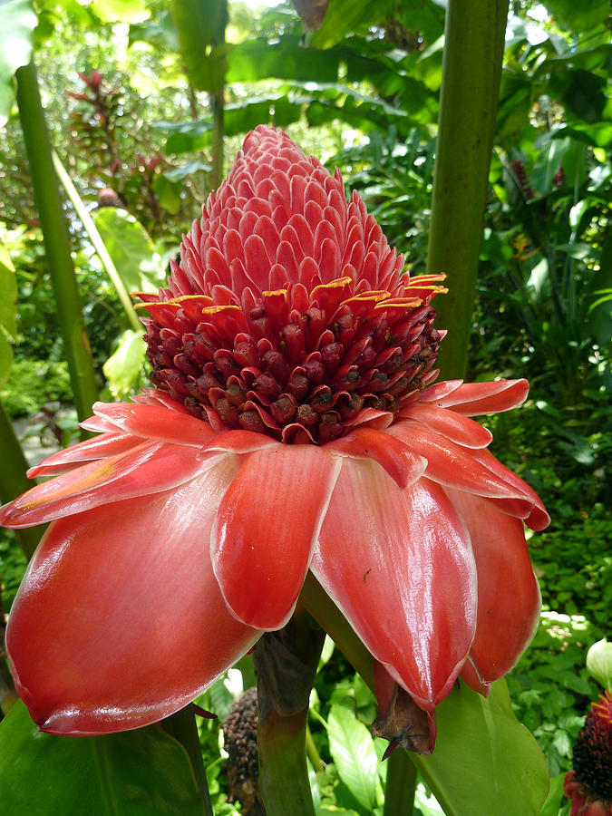 Torch Ginger Photograph by Picture tHis Imagination | Fine Art America