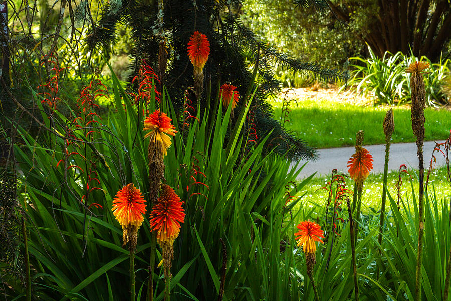 Torch Lilies in the Park Photograph by Bonnie Follett