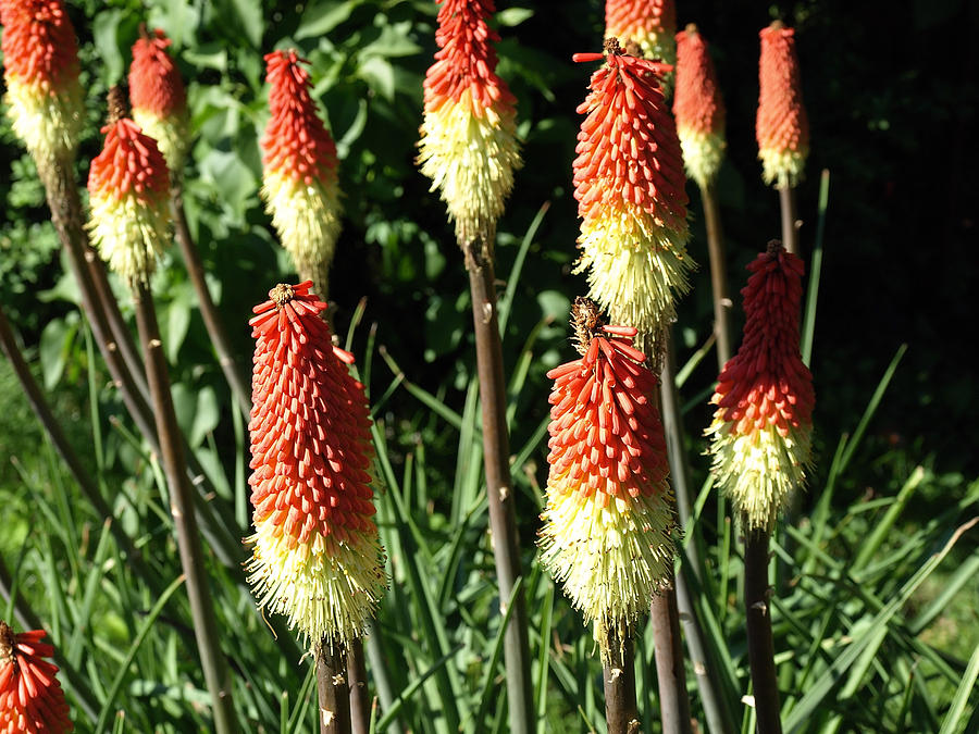 Torch Lily Photograph by Robert Gebbie - Fine Art America