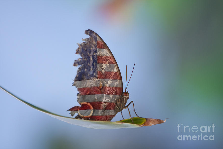 Torn American Butterfly Photograph by James BO Insogna