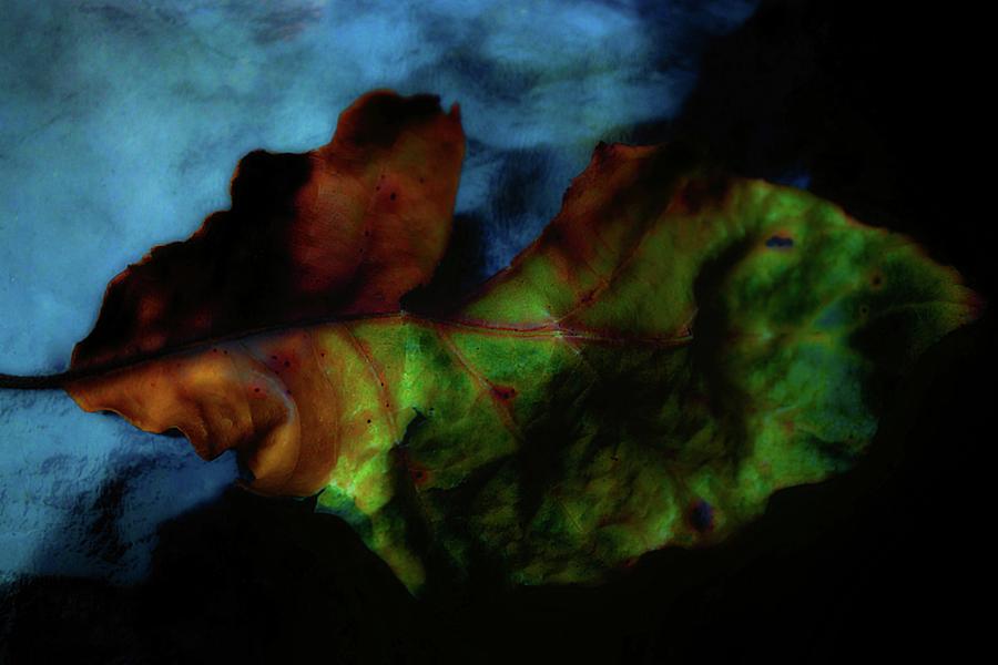 Torn Two by Beth Akerman Torn Two by Beth Akerman