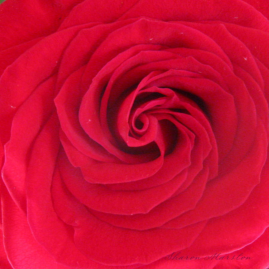 Rose Photograph - Tornado Rose by Sharon Marcella Marston