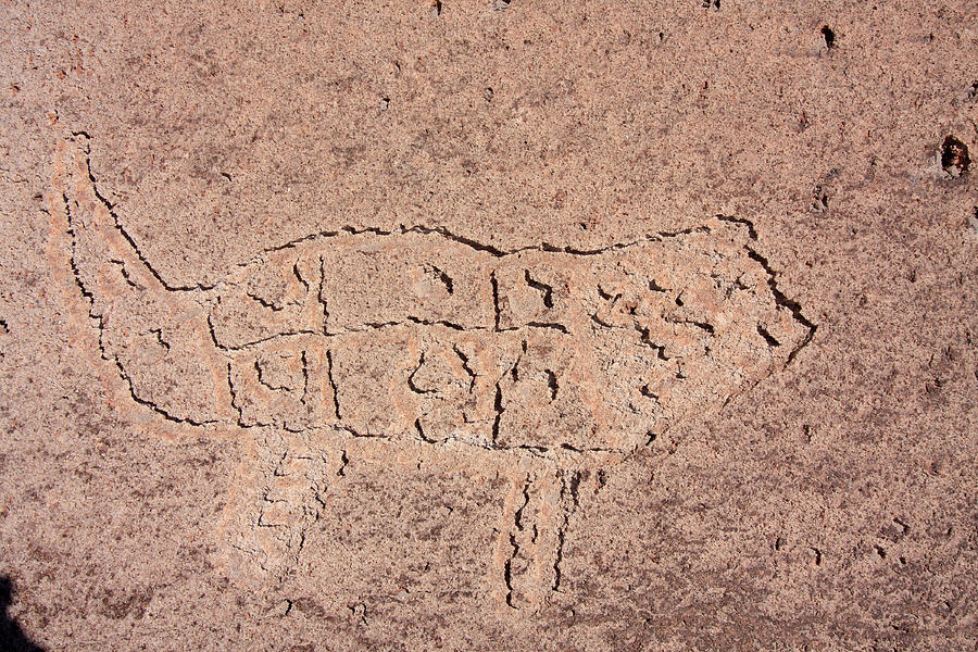 Toro Muerto Petroglyph 48 Photograph by Aidan Moran