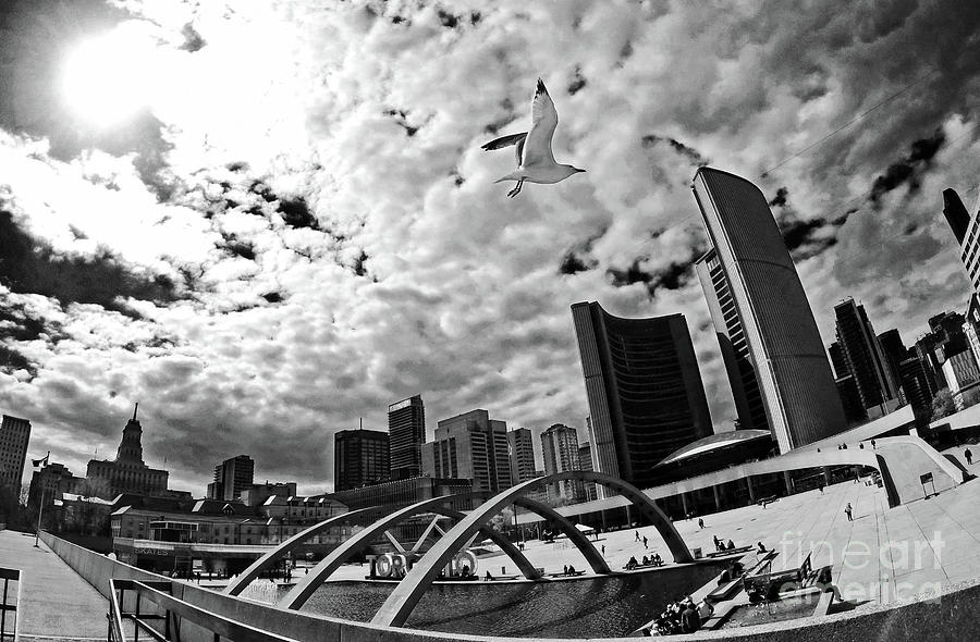 Toronto City Hall Square with Gull Photograph by Charline Xia
